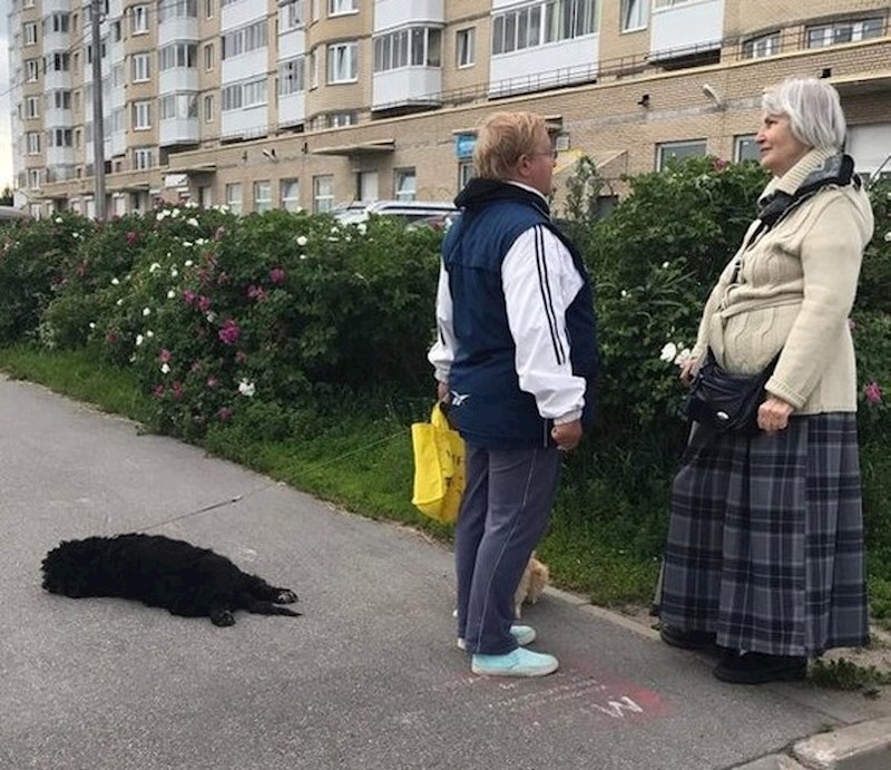 "Moja mama srela je prijateljicu i pričala s njom predugo, ovo je naš pas kojem je bilo dosta čekanja"