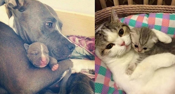 16 obitelji iz životinjskog svijeta zbog kojih ćete poželjeti zagrliti svoje roditelje