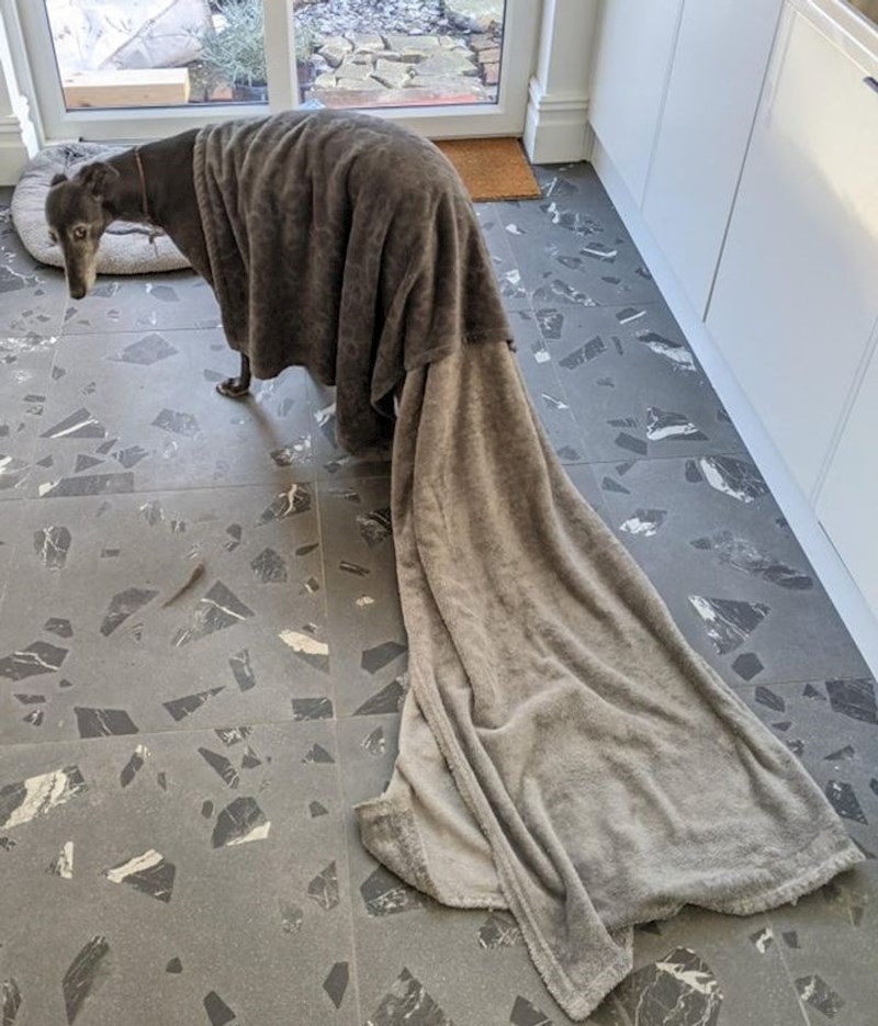 "Ležao je ispod dekice i onda odlučio malo gledati kroz prozor"