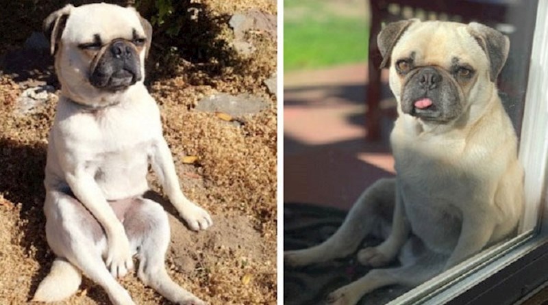 Objavio je kako njegov pas sjedi, drugi ljudi su to vidjeli i počeli objavljivati svoje pse "čudake"