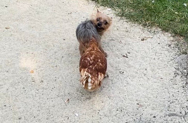 "Moja kokoš obožava psa gristi za stražnjicu..."