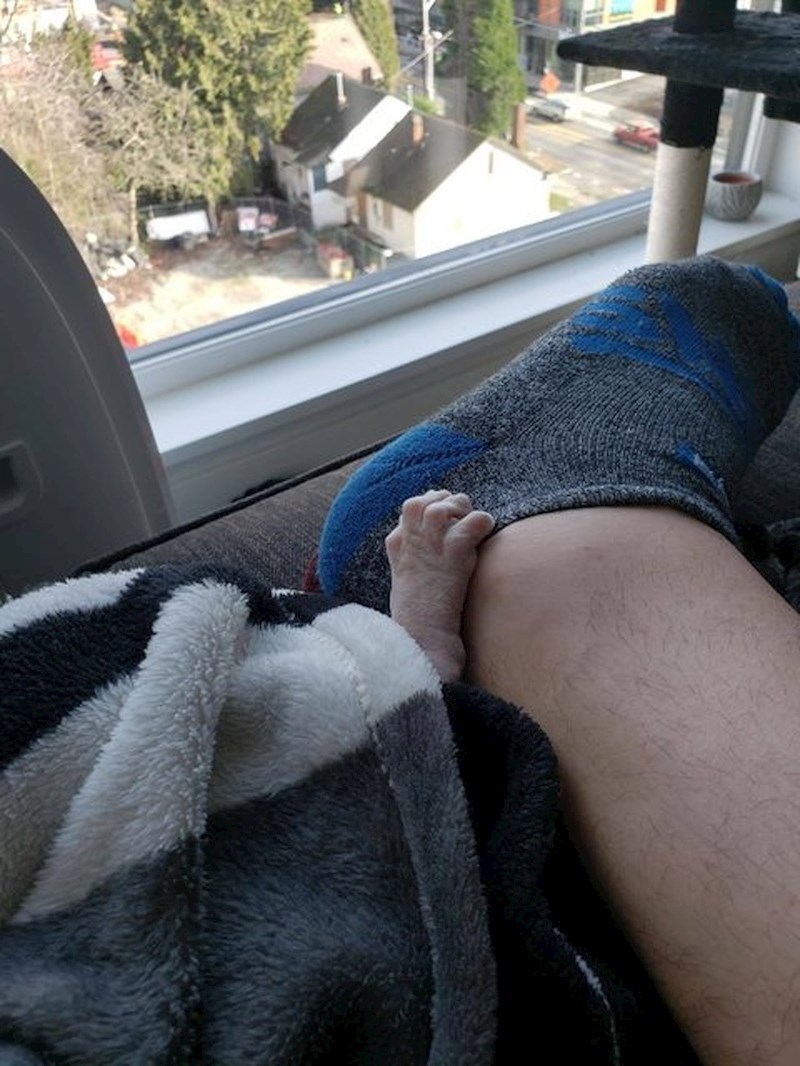 To nije neko čudno biće, nego bezdlaka mačka :D