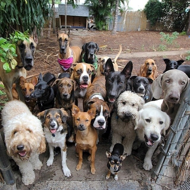 Slika pasa iz skloništa za životinje