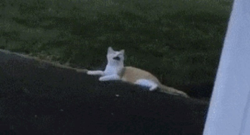 Vlasnicima nije bilo jasno što izvodi njihova mačka, morali su ovo snimiti