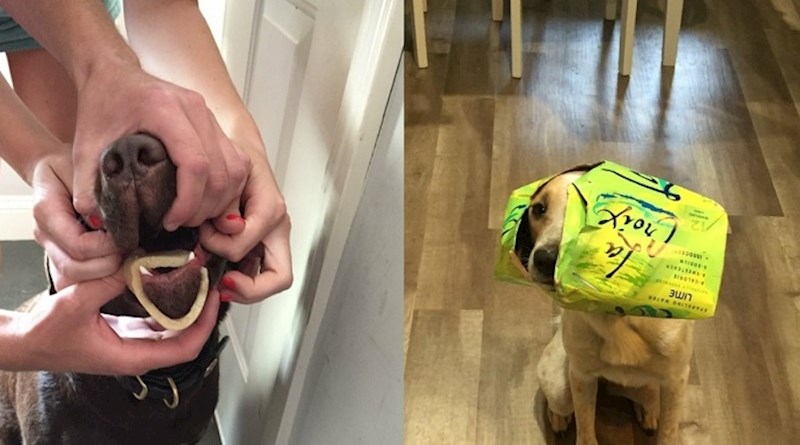 Ljudi su podijelili najbudalastije zgode svojih pasa i to je ispalo presmiješno