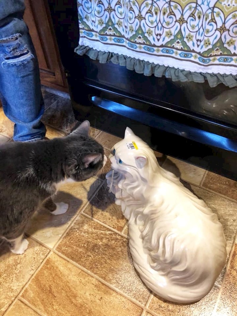 Prvo ju je ponjušila...