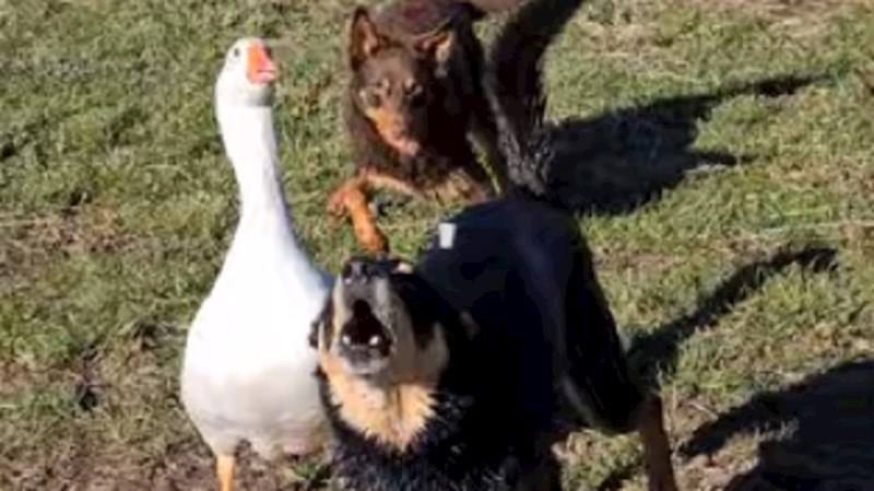 Ova guska je umislila da je pas, pogledajte što radi kada njen frend laje