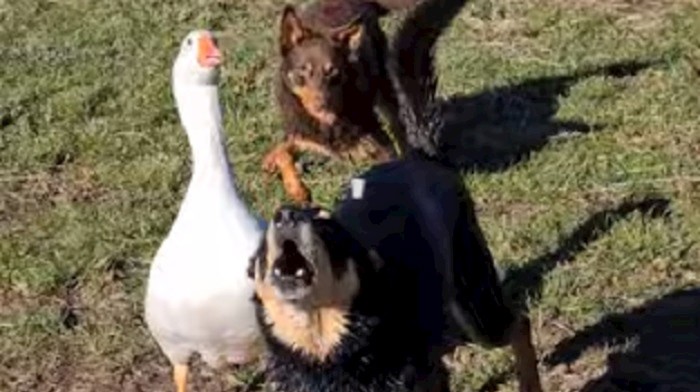 Ova guska je umislila da je pas, pogledajte što radi kada njen frend laje