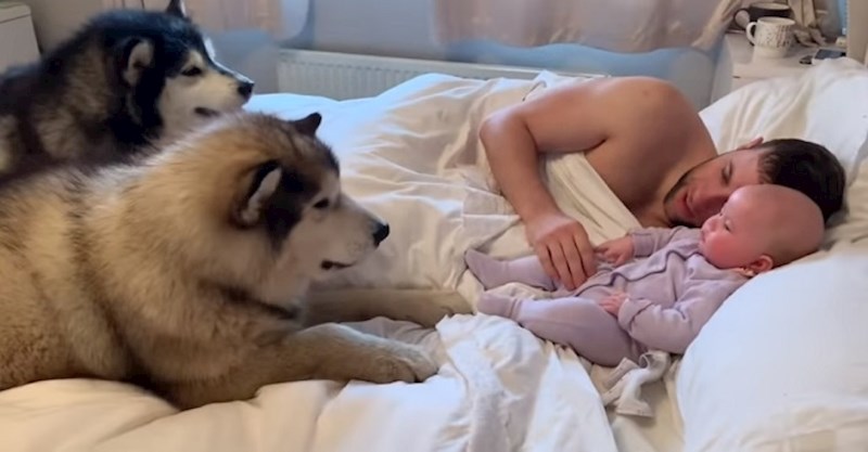 VIDEO Vlasnici ovih aljaških malamuta dobili su bebu i sada su oni najbolji prijatelji