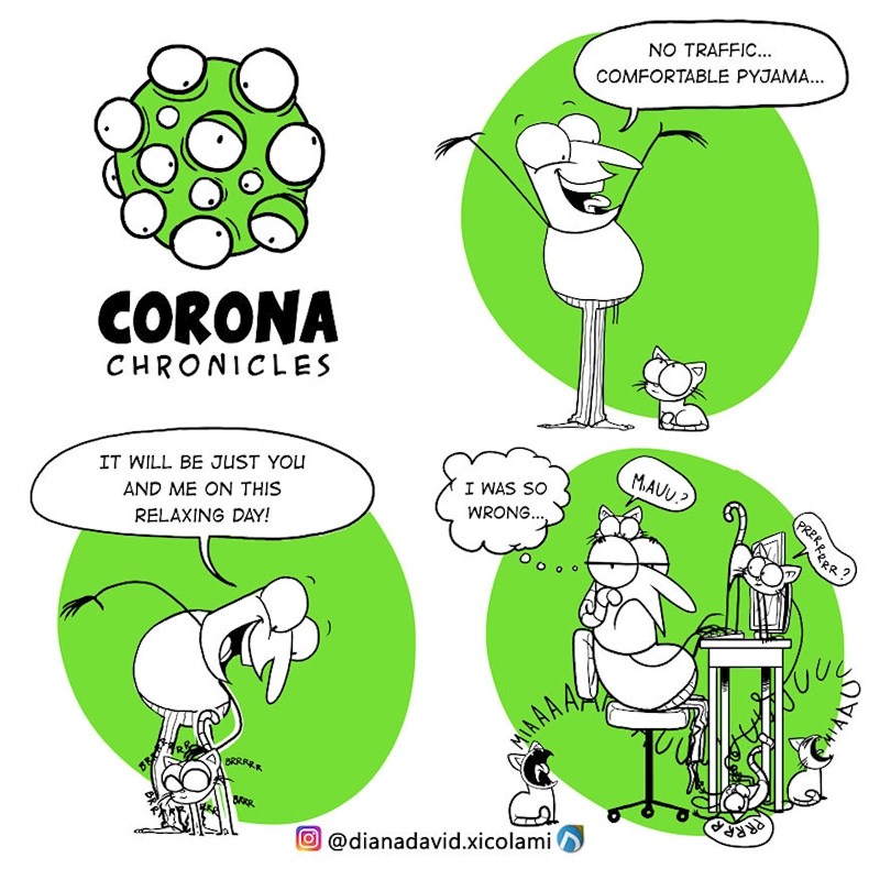 Rad od kuće kad imaš mačke :D