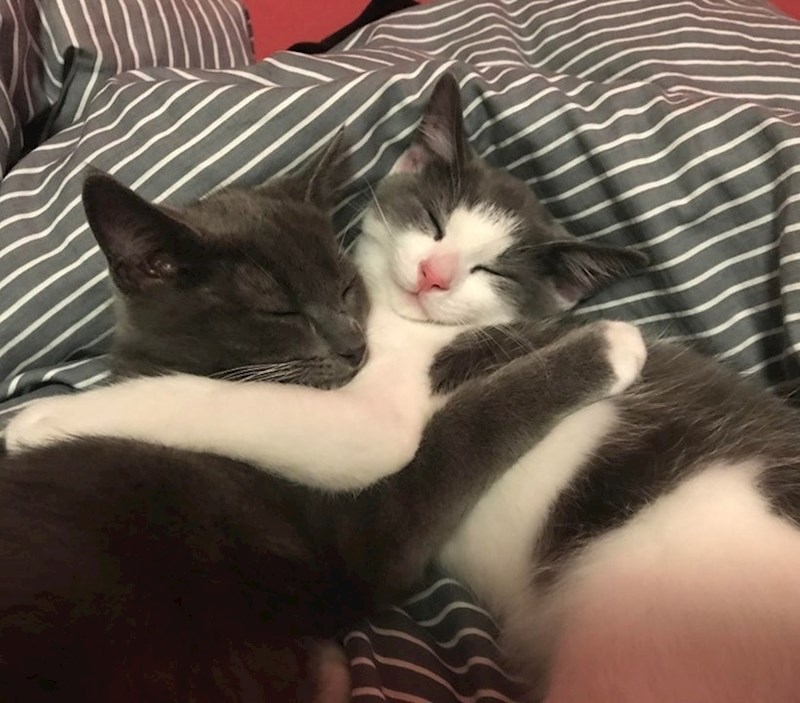 "Moj prijatelj je nedavno udomio dvije mačke. Poslao mi je ovu sliku na kojoj mačke zagrljene spavaju. Ovo mi je uljepšalo dan"