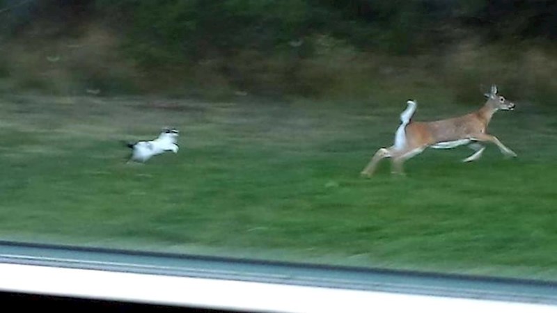 "Moja mačka hvata jelena..."