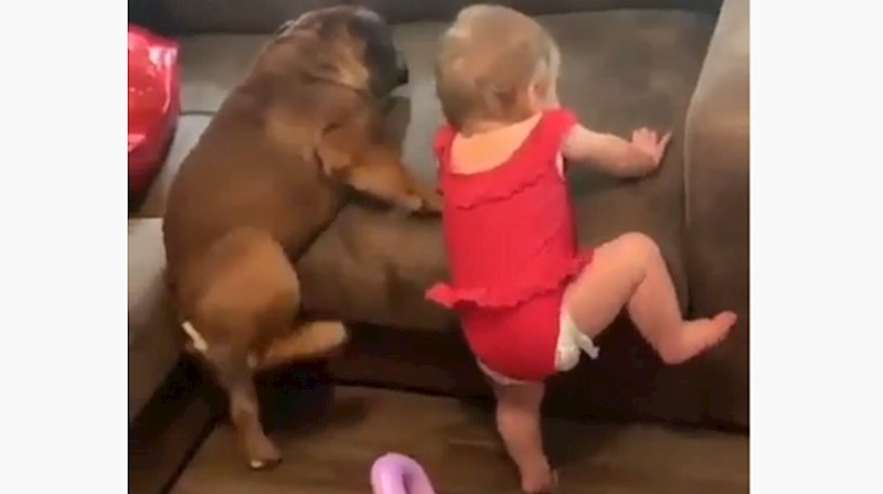 VIDEO Beba i pas imaju isti problem, oboje se pokušavaju popeti na kauč, ali u tome ne uspijevaju