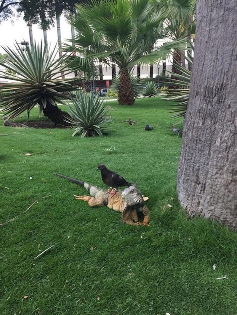 U Ekvadoru vladaju iguane