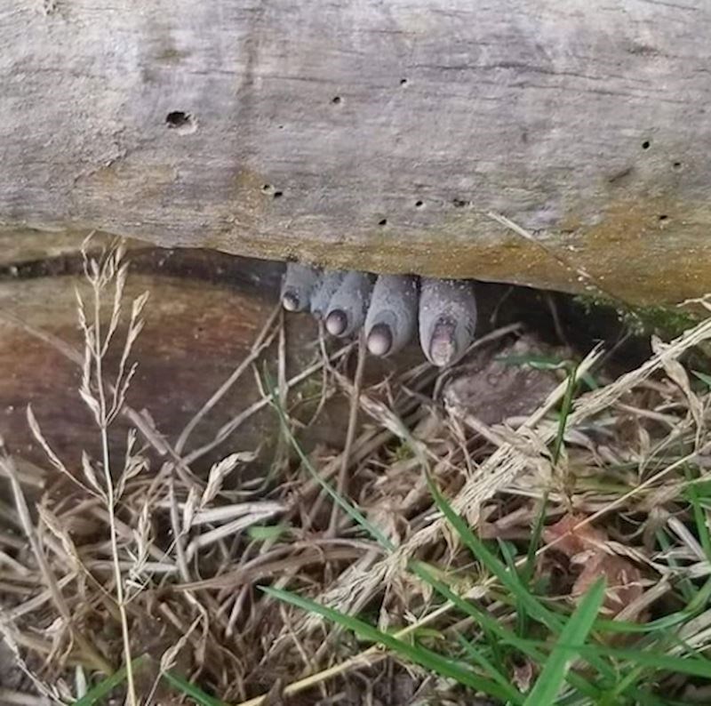 Gljiva Xylaria polymorpha, koja izgleda kao noga mrtvog čovjeka