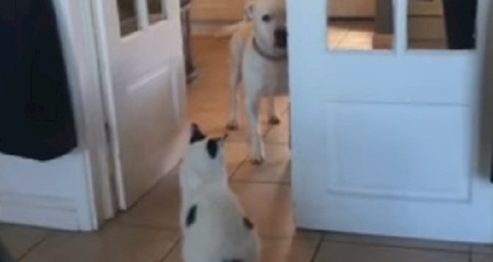 Vlasnica je snimila svog psa koji se boji proći pored mačke, ovo je urnebesno