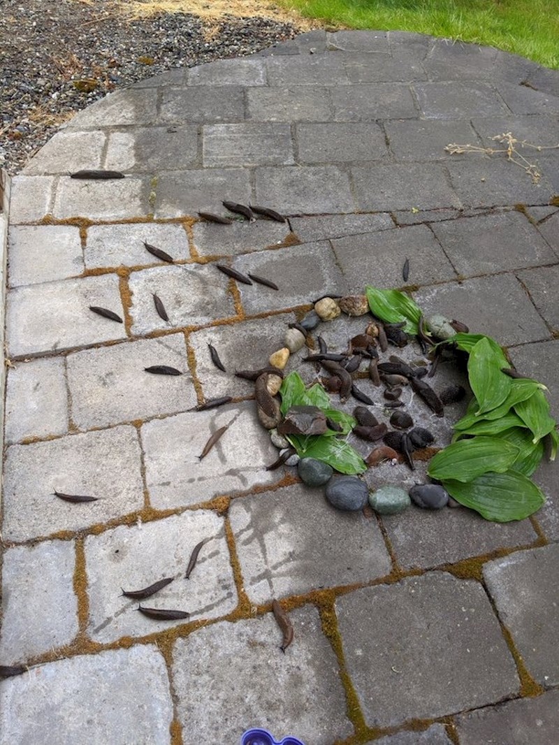 "Moja kćer je napravila bolnicu za puževe i skupila više od 30 pacijenata. Ni jedna knjiga o roditeljstvu me nije pripremila na ovo..."