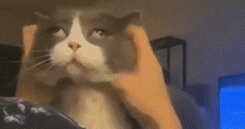 Ova maca obožava maženje ušiju, morate vidjeti njene izraze lica