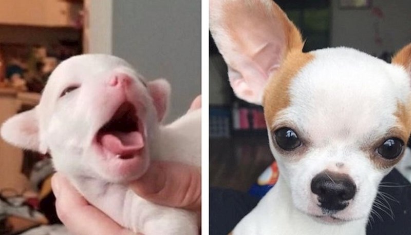 Ljudi su usporedili fotke svojih ljubimaca s onima kad su bili bebice, ovo je preslatko