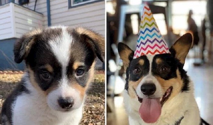Vlasnici su usporedili kako su njihovi psi izgledali kao bebe i kako izgledaju sada