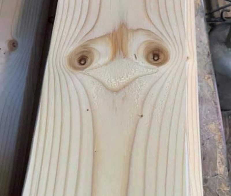 Ovaj komad drveta koji izgleda kao noj