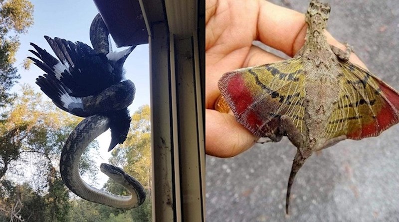 Fotke iz životinjskog svijeta zbog kojih ćete se naježiti