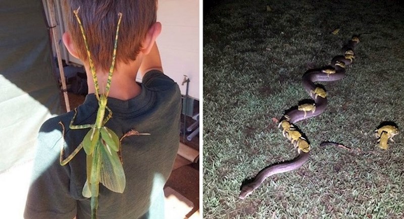 Nevjerojatni prizori koje ćete vidjeti jedino u Australiji