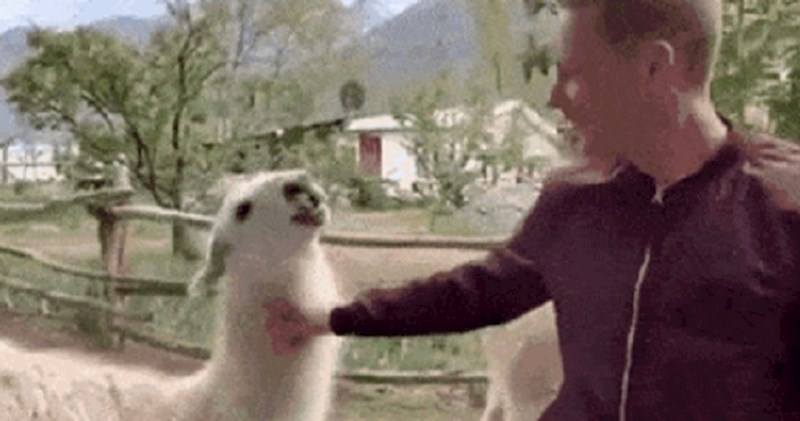 Prišao je ljami, jednu stvar nije očekivao