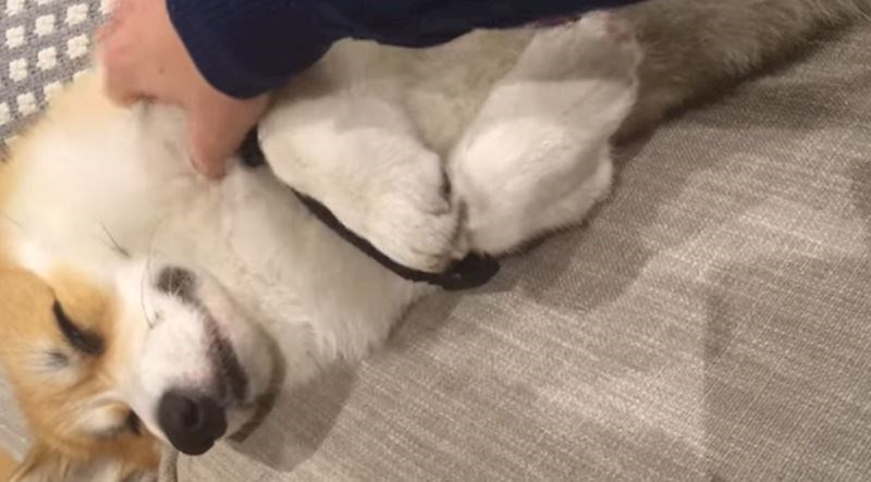 Vlasnik ovog psića snimio je njegovu preslatku reakciju kada ga prestane maziti