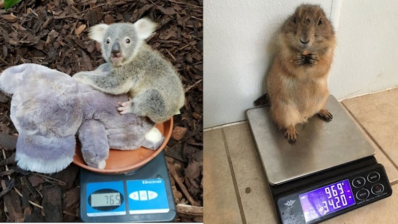 Ljudi koji rade sa životinjama objavili su fotke kako ih važu i to je nešto najslađe ikad