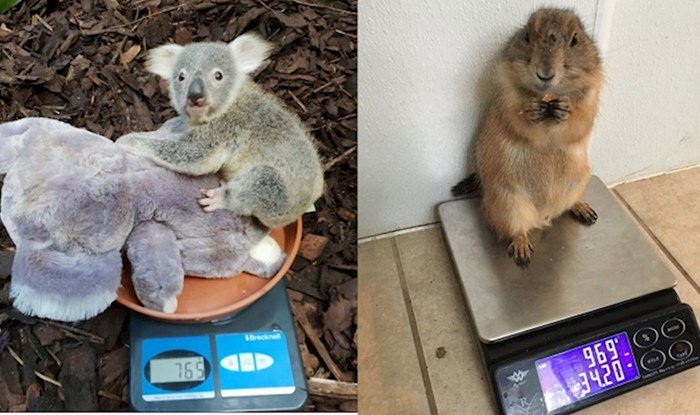 Ljudi koji rade sa životinjama objavili su fotke kako ih važu i to je nešto najslađe ikad