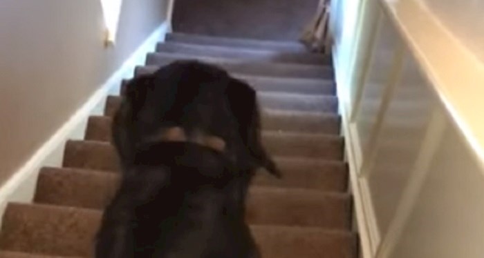 VIDEO Pas postao hit zbog načina na koji se spušta niz stepenice