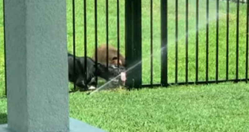 Žena je snimila susjedove pse koji su bili oduševljeni njenom prskalicom za travu, ovo je urnebesno