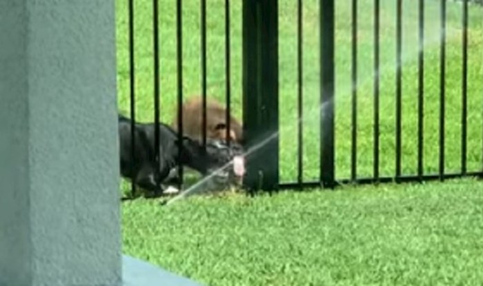 Žena je snimila susjedove pse koji su bili oduševljeni njenom prskalicom za travu, ovo je urnebesno