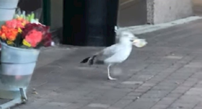 Žena je snimila galeba kako krade i bježi, ovo je urnebesno