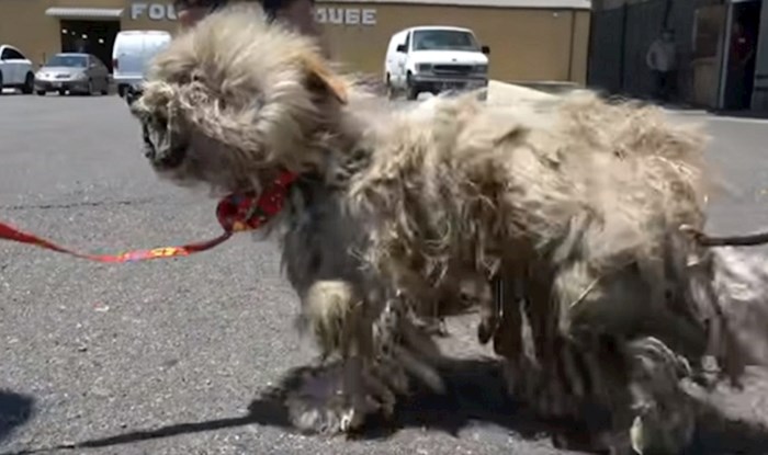 Volonteri su pronašli ovog zlostavljanog i izgladnjelog psa, pogledajte nevjerojatnu promjenu koju je doživio
