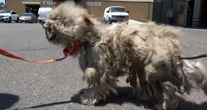 Volonteri su pronašli ovog zlostavljanog i izgladnjelog psa, pogledajte nevjerojatnu promjenu koju je doživio