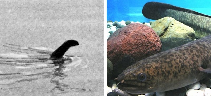 Čudovište iz Loch Nessa je stvarno