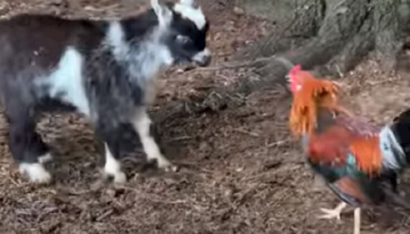 Vlasnici su snimili preslatku "borbu" između pijetla i bebe koze