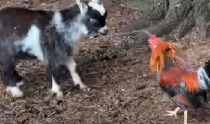 Vlasnici su snimili preslatku "borbu" između pijetla i bebe koze