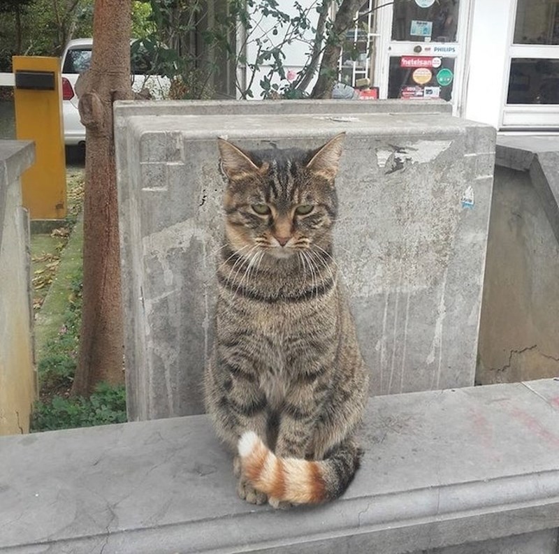 Mačka sa neobičnim repom