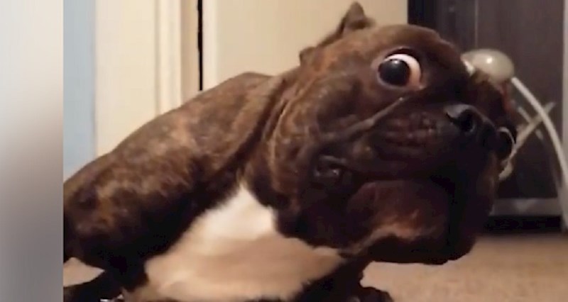 VIDEO Ovaj presmiješni, zaigrani buldog osvojio je cijeli internet svojim gluparijama