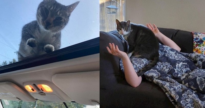 Pogledajte kako ove mačke svojim ljudima daju do znanja tko je šef