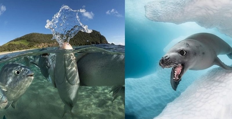 Ovogodišnje pobjedničke fotke morskim životinja ostavit će vas bez daha