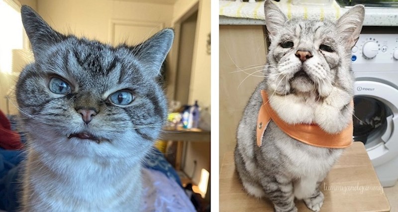 15 maca koje možda ne izgledaju savršeno, ali su svojim šarmom osvojile sva srca