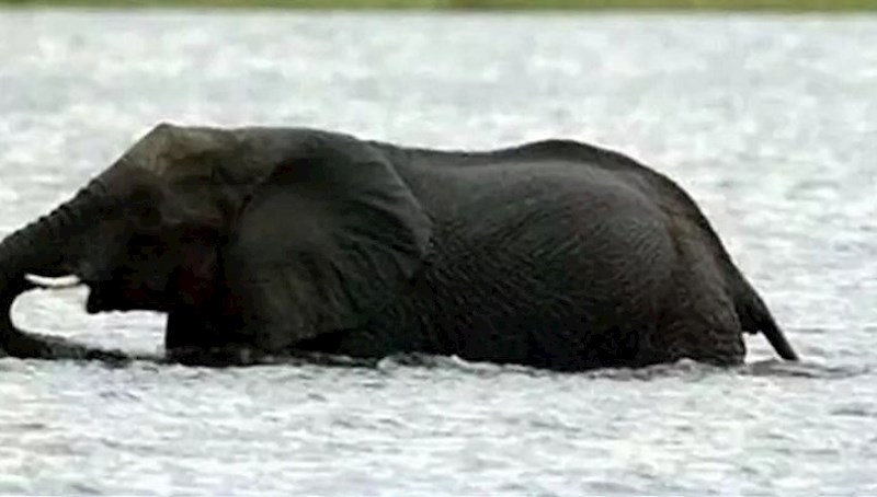 Slika koja je osvojila sva srca - pogledajte kako slonica i njena beba prelaze rijeku