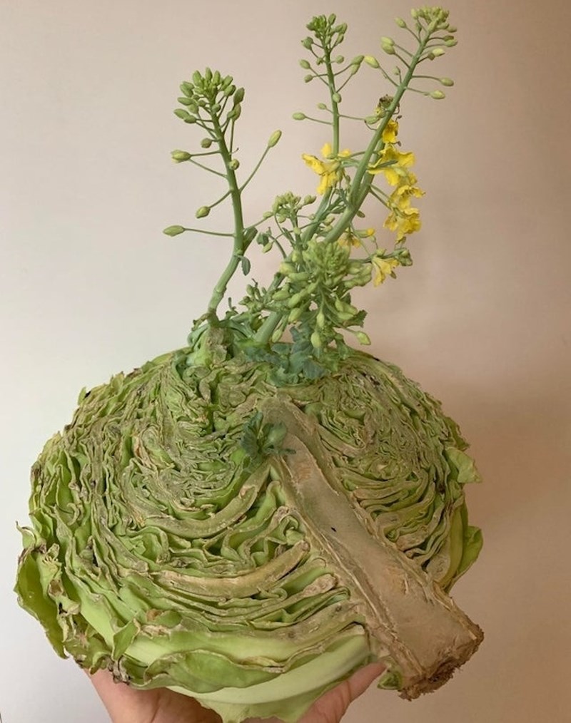 "Ostavio sam kupus na prozoru u kuhinji i on je počeo cvjetati"