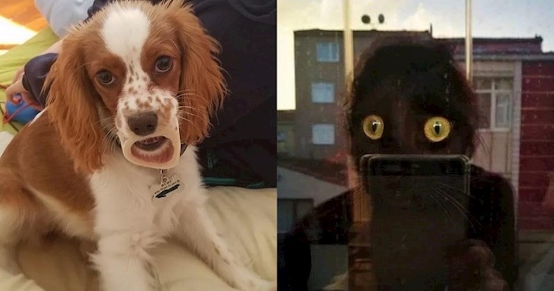 Fotke koje bi vas mogle uznemiriti, sve dok ih ne pogledate malo bolje