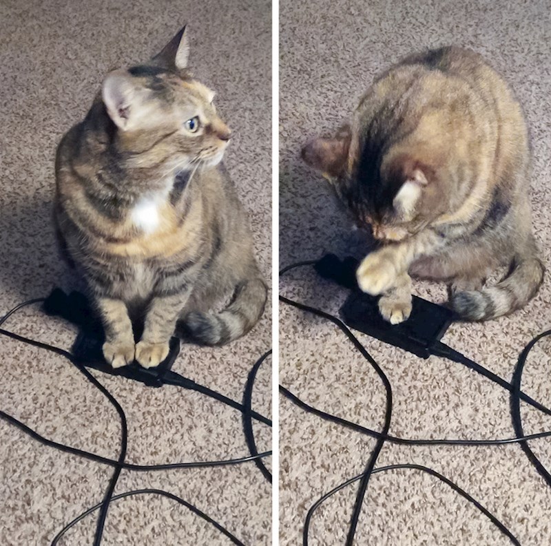 "Moja mačka voli grijati šapice na punjaču za laptop"