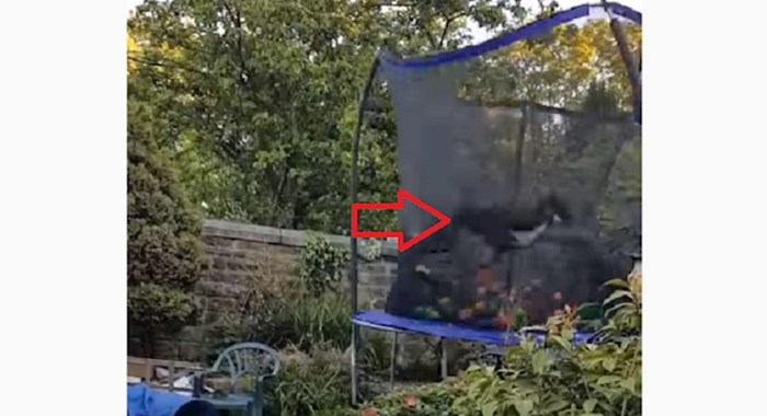 Ovaj video postao je viralan zbog presmiješne reakcije psa na novi trampolin, pogledajte tu količinu sreće